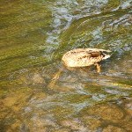IMG_1234.jpg
