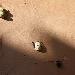 IMG_1264.jpg
