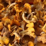 IMG_1455.jpg