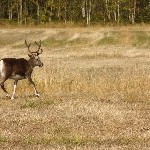 IMG_2100.jpg