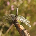 IMG_2331.jpg