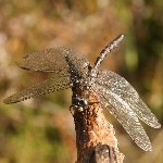 IMG_2333.jpg