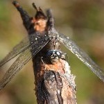 IMG_2335.jpg