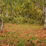 IMG_2640.jpg