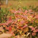 IMG_2642.jpg
