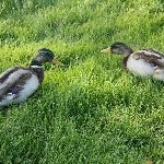 IMG_2796.jpg
