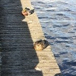 IMG_2798.jpg