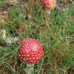 IMG_2831.jpg