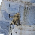 Indien_2010_086.jpg