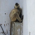 Indien_2010_087.jpg