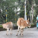 Indien_2010_1049.jpg