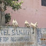 Indien_2010_144.jpg