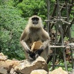 Indien_2010_148.jpg