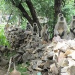 Indien_2010_150.jpg