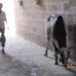 Indien_2010_287.jpg