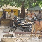 Indien_2010_294.jpg
