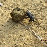Indien_2010_390.jpg