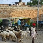 Indien_2010_423.jpg
