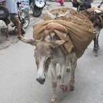 Indien_2010_434.jpg