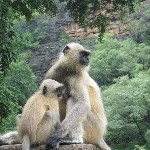 Indien_2010_545.jpg