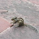 Indien_2010_639.jpg
