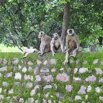 Indien_2010_720.jpg