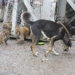 Indien_2010_723.jpg