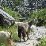 Indien_2010_896.jpg