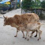 Indien_2010_918.jpg