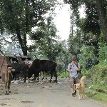 Indien_2010_978.jpg