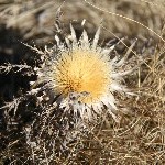 IMG_8647.jpg
