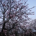 IMG_9250.jpg