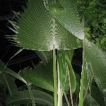 IMG_0652.jpg