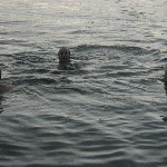 IMG_0661.jpg
