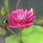 IMG_0702.jpg
