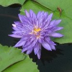 IMG_0703.jpg