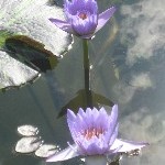 IMG_0707.jpg