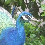 IMG_0775.jpg