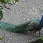 IMG_0777.jpg