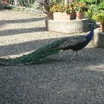 IMG_0779.jpg