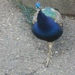 IMG_0781.jpg