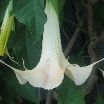 IMG_0785.jpg