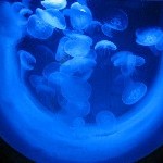 IMG_0793.jpg