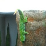 IMG_0797.jpg