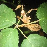 IMG_0823.jpg