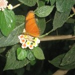 IMG_0827.jpg