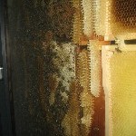 IMG_0842.jpg