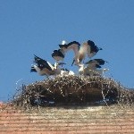 IMG_0884.jpg