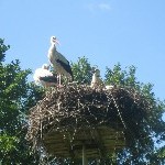 IMG_0885.jpg