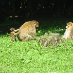 IMG_0908.jpg